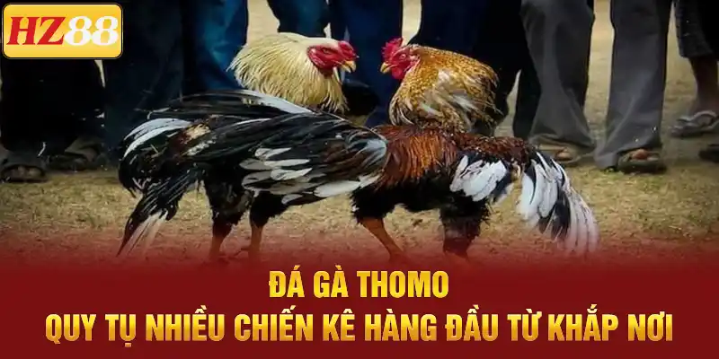 Đá gà thomo