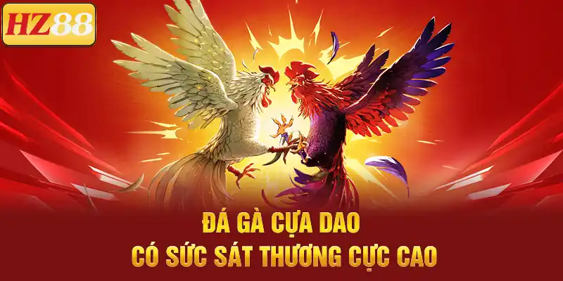 Đá gà cựa dao