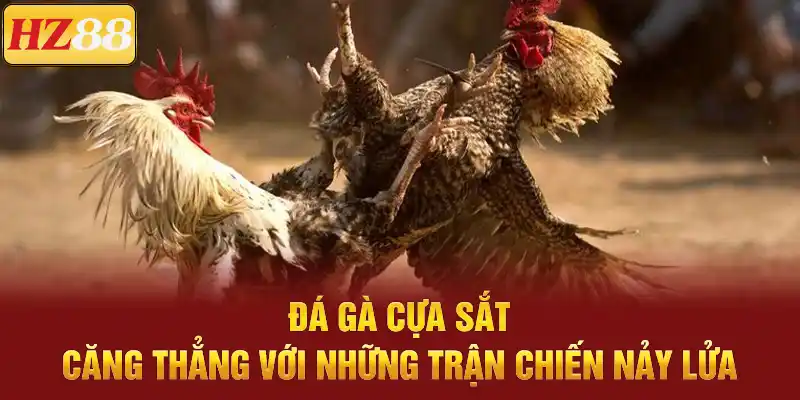 Đá Gà Cựa Sắt